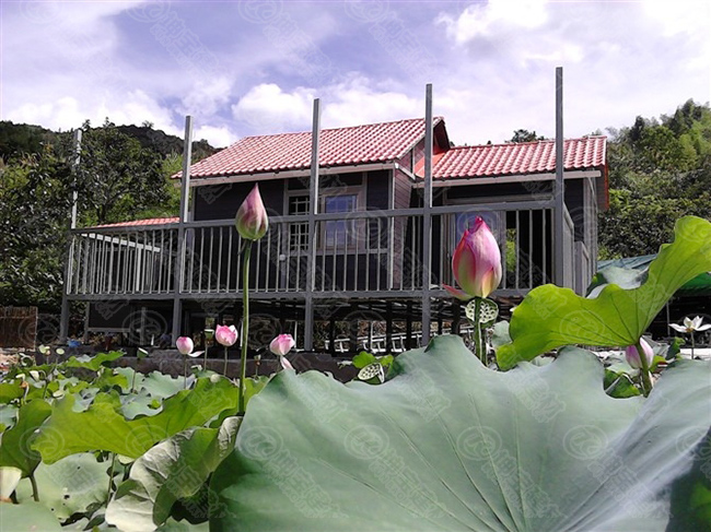 風兒輕輕吹,夏荷亭亭立