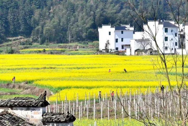 中國***美的鄉村景色,看看有你的家鄉嗎